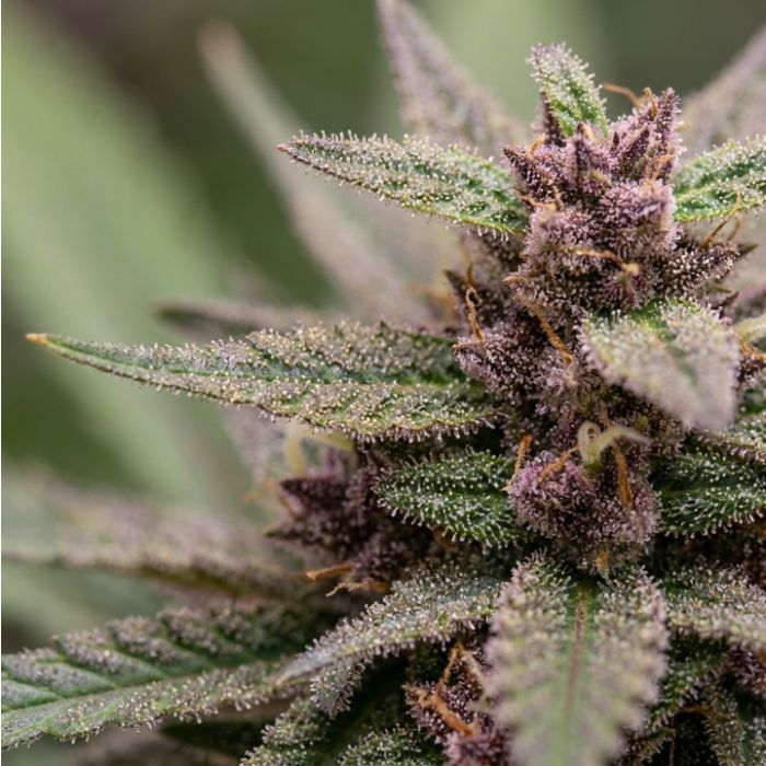 Black Baccara Cannabis Clones