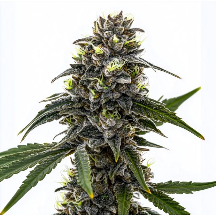 Black Frost Feminized Cannabis Seeds