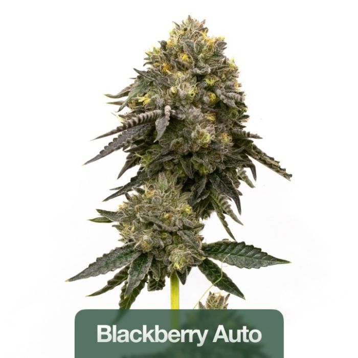 Hybrid Autoflower Mix Pack