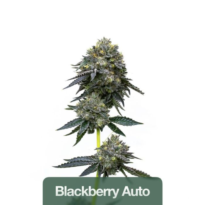 2026 Bestselling Indica Auto Collection