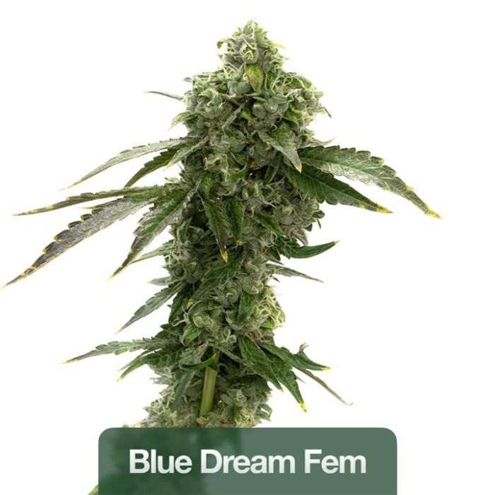 Mood & Energy Feminized Mix Pack