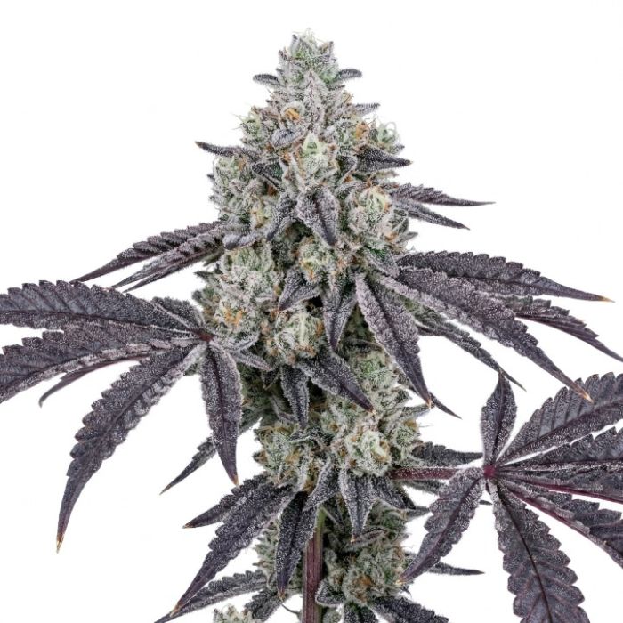 Blue Lobster Feminized Cannabis Seeds
