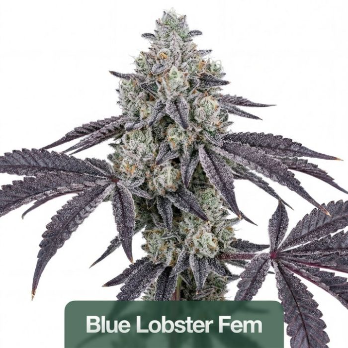 2026 Bestselling Indica Fem Collection