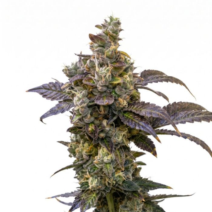 Blueberry Autoflower