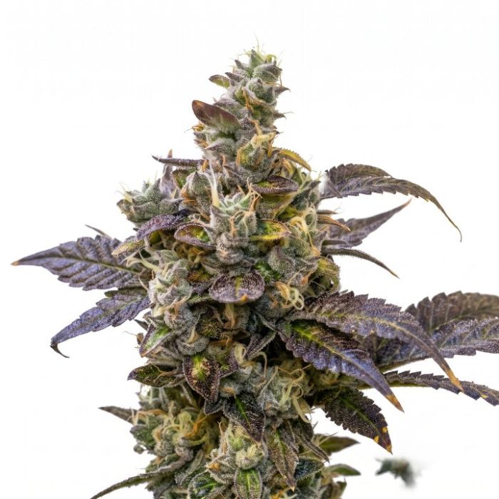 Blueberry Autoflower