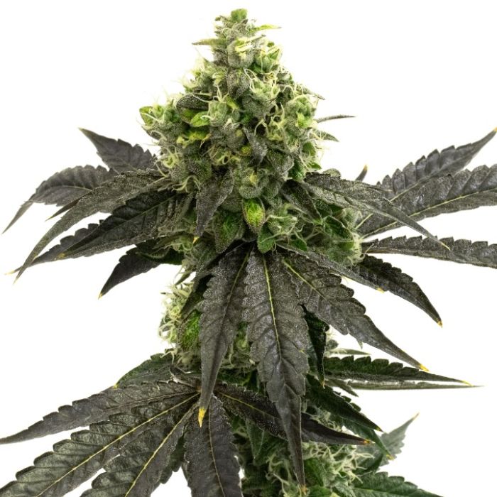 Indica Autoflower Mix Pack
