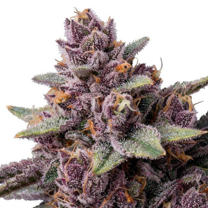 Blueberry Banger Feminized