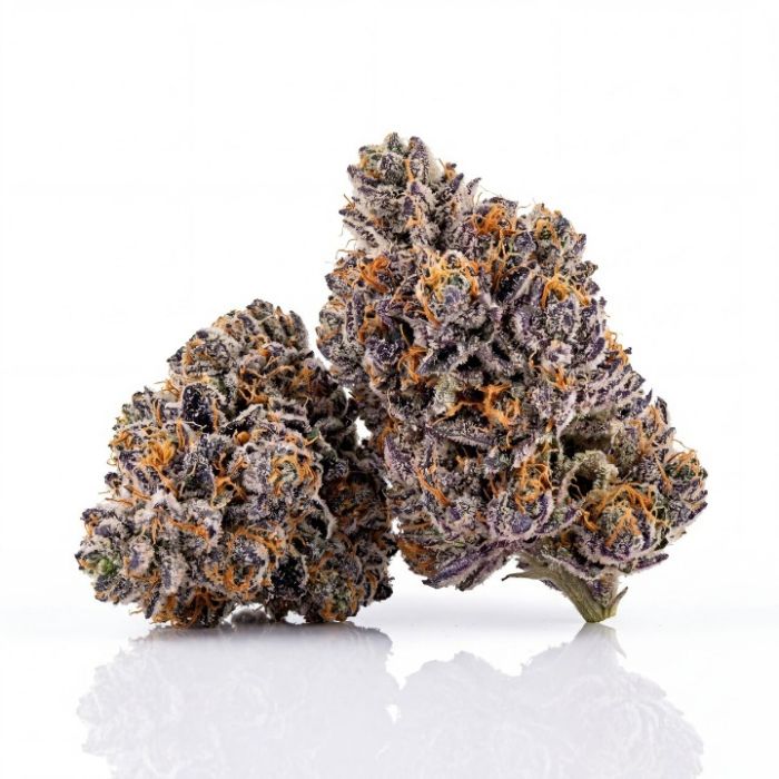 Blueberry Gusto Auto Seeds