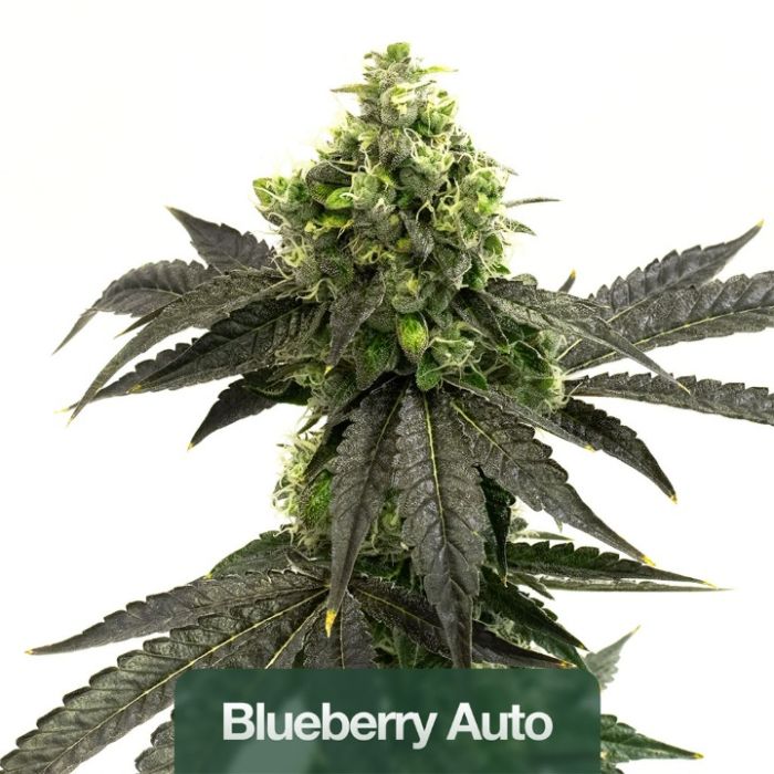 Indica Autoflower Mix Pack