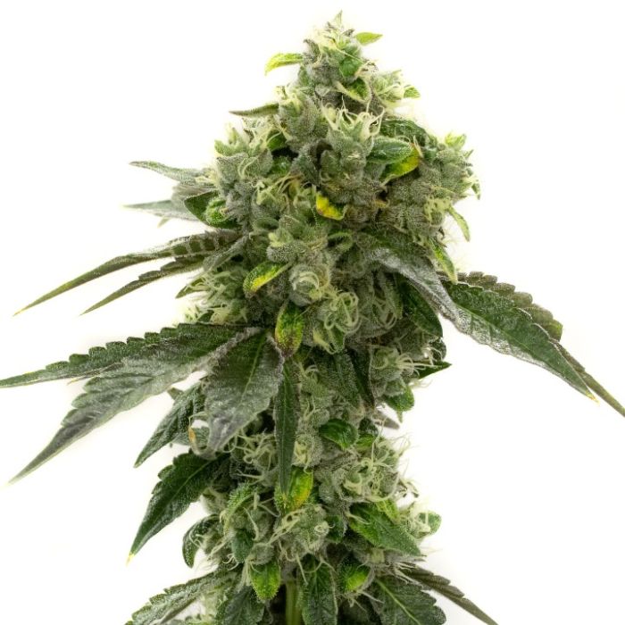 Indoor Autoflower Mix Pack