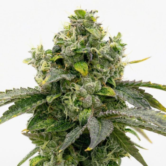 Bruce Banner Feminized