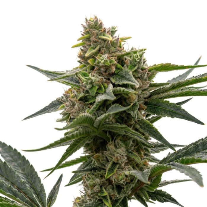 Bubba Kush Autoflower