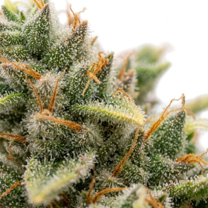 Bubba Kush Autoflower