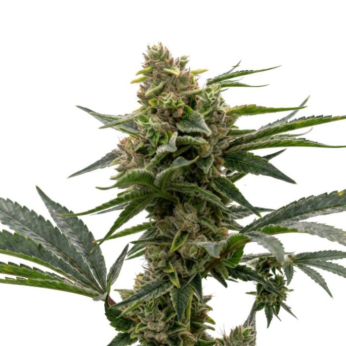 Bubba Kush Autoflower