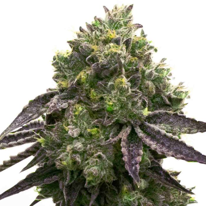 Blue Quartz Feminized Cannabis Seeds