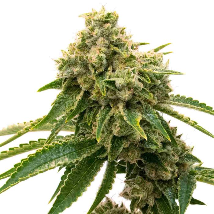 G13 Feminized Cannabis Seeds