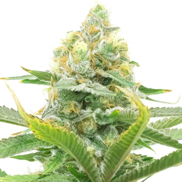 Moby Dick Autoflower Cannabis Seeds