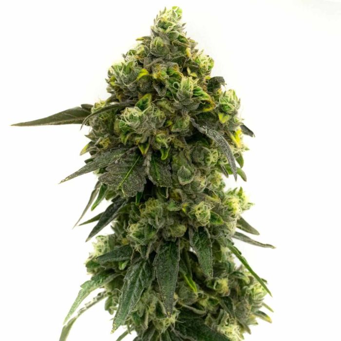 Alien Technology Regular Cannabis Seeds