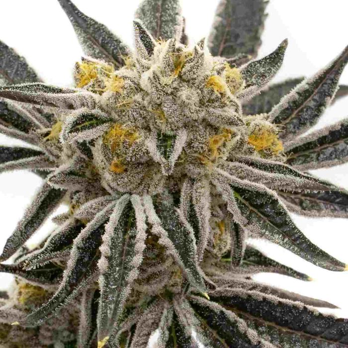 Granddaddy Purple Feminized Cannabis Seeds