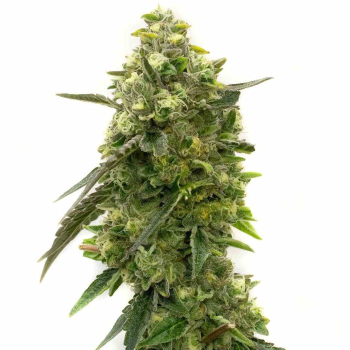 Niconesia Feminized Cannabis Seeds