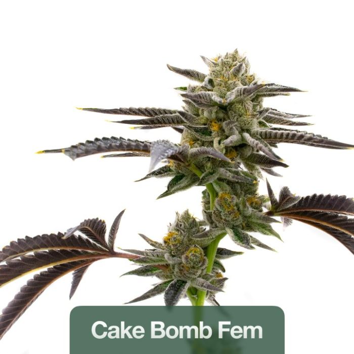 Indica Seeds Mix Pack