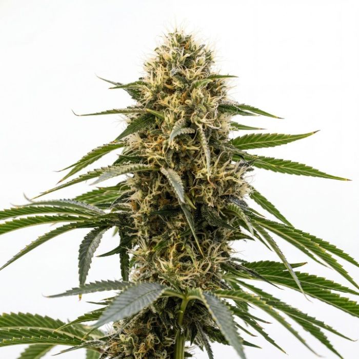 CBD ACDC (1:18) Seeds