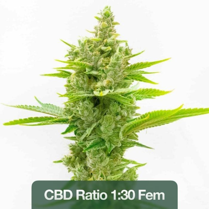 High CBD Feminized Mix Pack