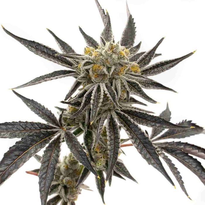 Granddaddy Purple Feminized Cannabis Seeds