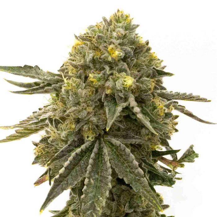 Bubba Kush Feminized Cannabis Seeds