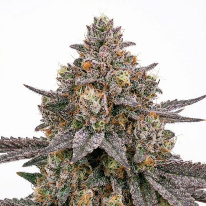 Cereal Milk Feminized Cannabis Seeds
