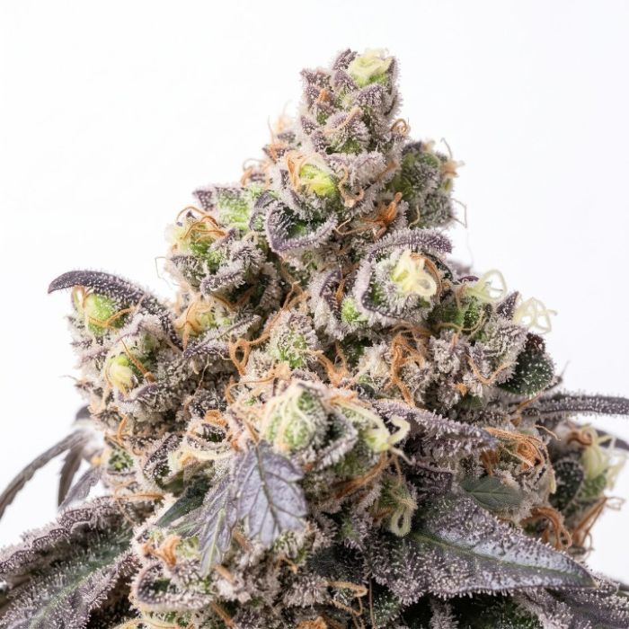Cereal Milk Feminized
