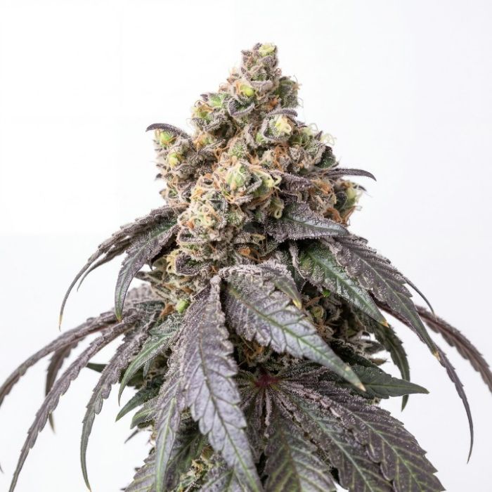 Cereal Milk Feminized