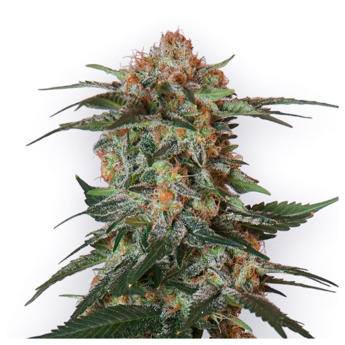 Cereal Milk Feminized Cannabis Seeds