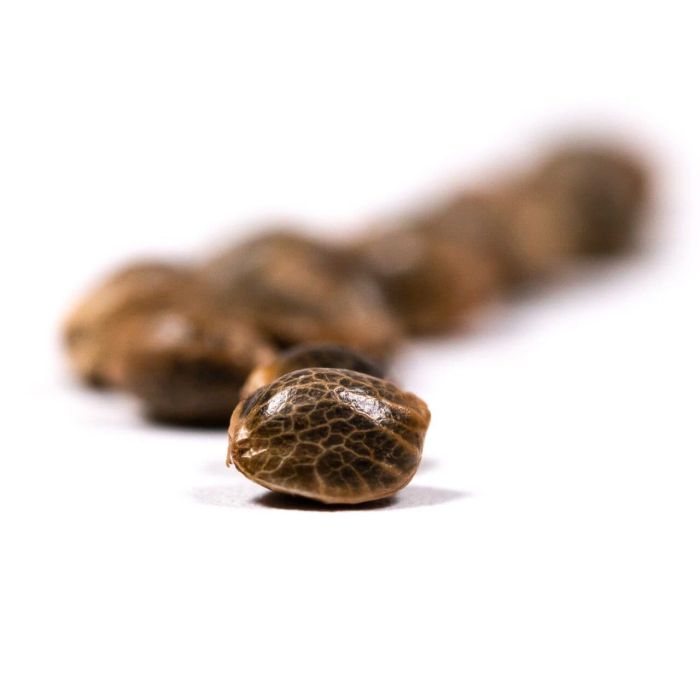 Girl Scout Cookies Feminized Cannabis Seeds