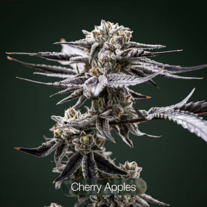 Sunset Spice + Gastronaut + Cherry Apples Clone Bundle