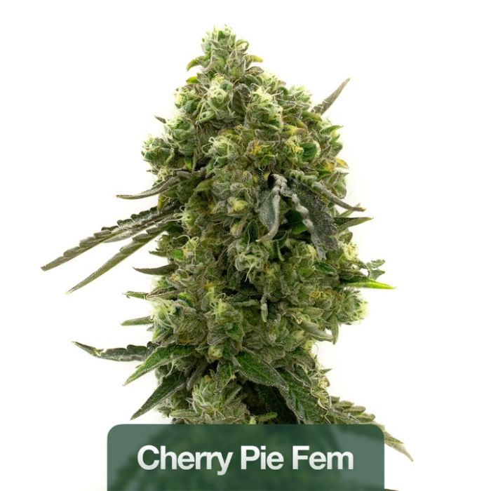 Relax & Unwind Feminized Mix Pack