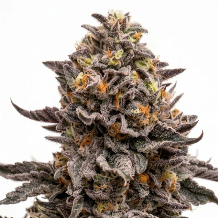 Chocolate Orange Feminized