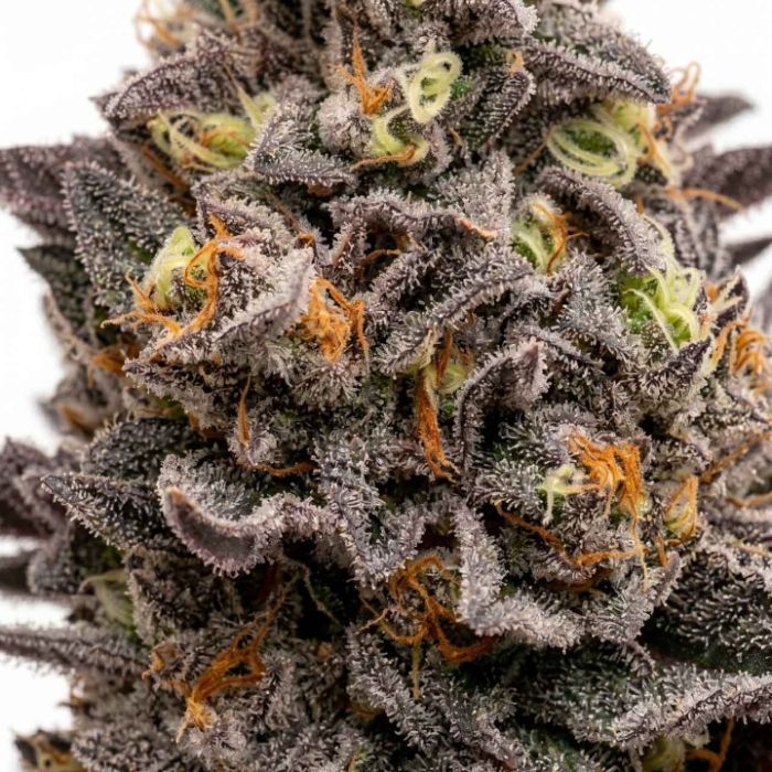 Chocolate Orange Feminized