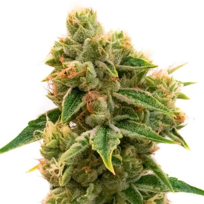 Chocolate Orange Feminized Cannabis Seeds