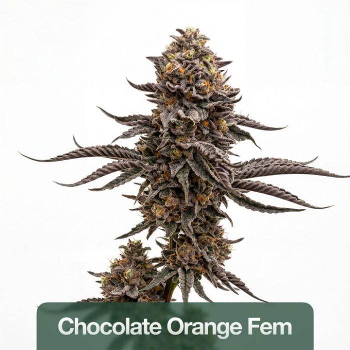 Focus & Creativity Feminized Mix Pack