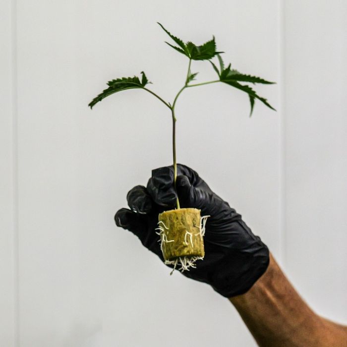 Black Baccara Cannabis Clones