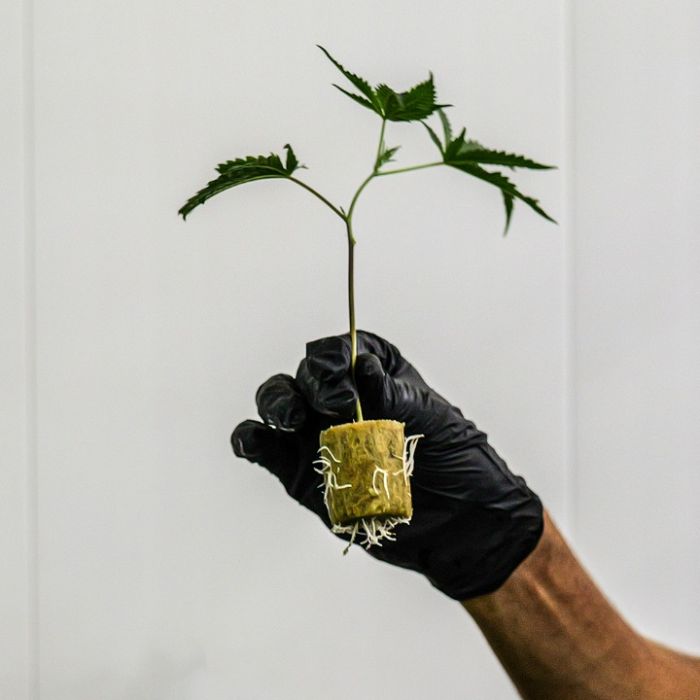 Black Baccara + Killer Cupcake Cannabis Clone Bundle 