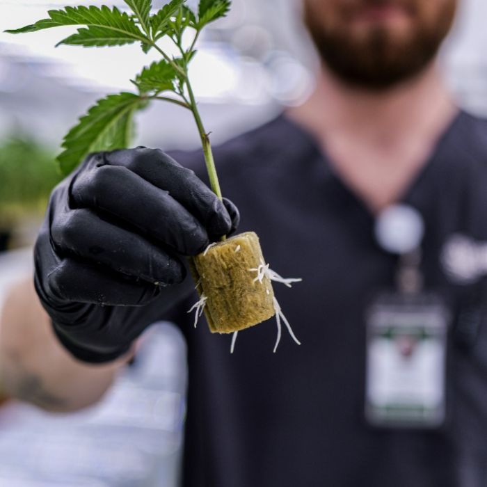 Gastronaut Cannabis Clones