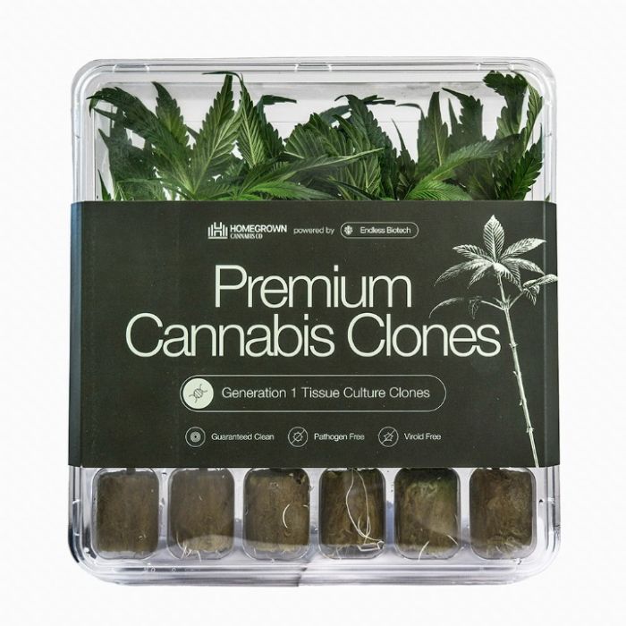 GG4 Cannabis Clones
