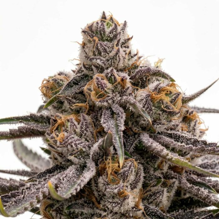 Critical Purple Autoflower