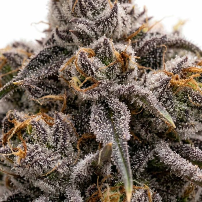 Critical Purple Autoflower