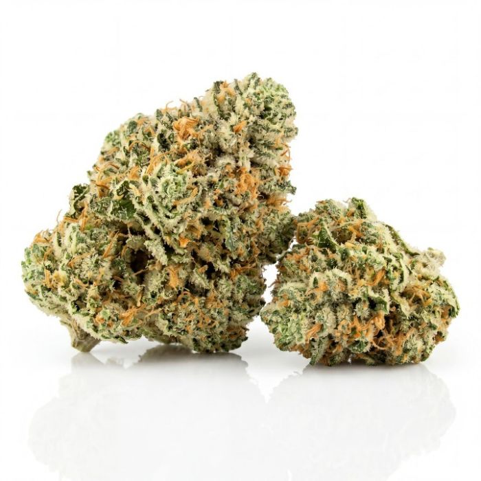 Critical Glue Auto Seeds