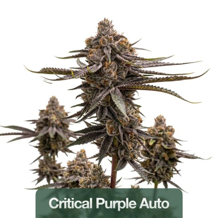 2026 Bestselling Indica Auto Collection