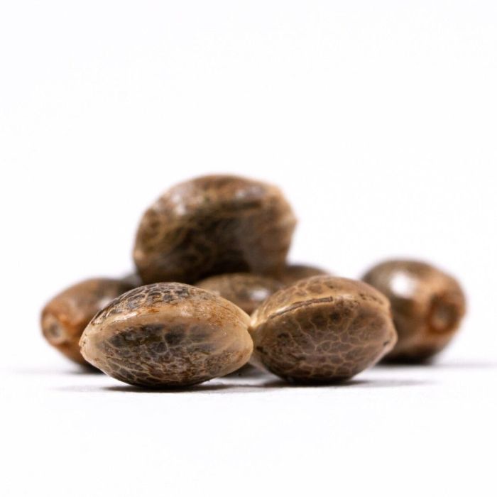 Rainbow Glue Feminized Cannabis Seeds