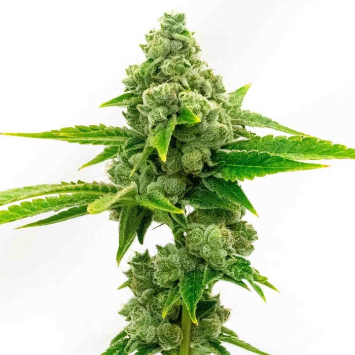 Hellfire OG Feminized Cannabis Seeds